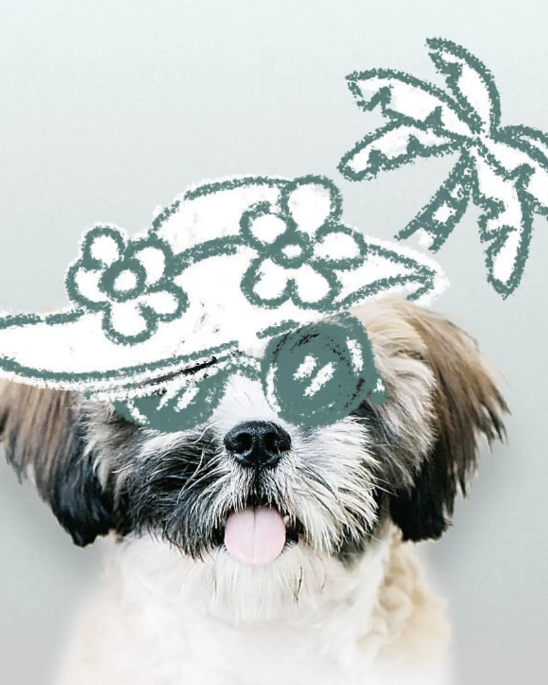 Fun pet for web design Totally Digital orbit social